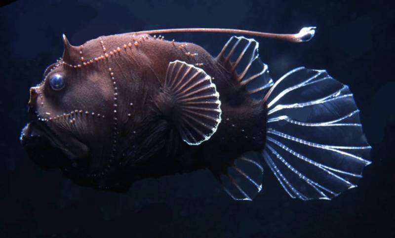 Удильщик - описание, виды, глубина и условия обитания рыбы европейский удильщик или морской черт + реальные фото