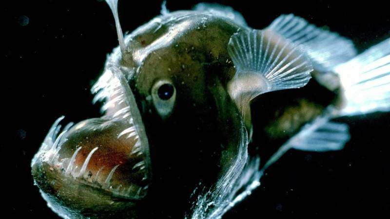 Удильщик - описание, виды, глубина и условия обитания рыбы европейский удильщик или морской черт + реальные фото