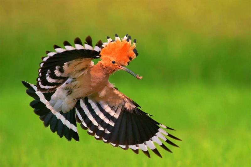 Удод - описание птицы с хохолком: где живет, как выглядит, чем питается, какие звуки издает + фото крупным планом