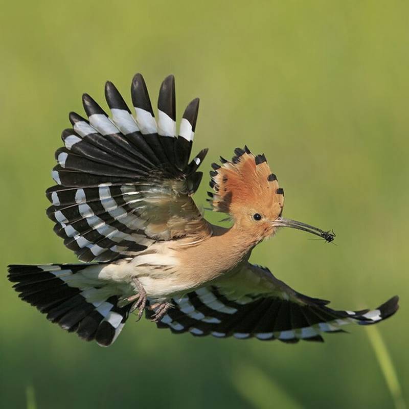 Удод - описание птицы с хохолком: где живет, как выглядит, чем питается, какие звуки издает + фото крупным планом