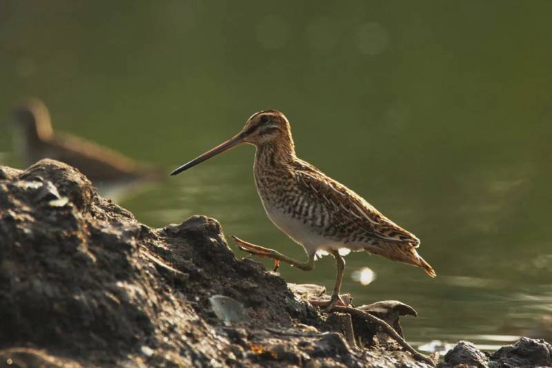Кулик - описание болотной перелетной птицы с длинным клювом, виды, где обитает, питание, фото