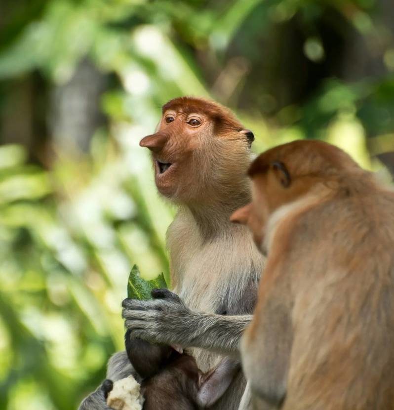 Носач - как выглядит и где обитает прикольный смешной примат, фото обезьяны в дикой природе