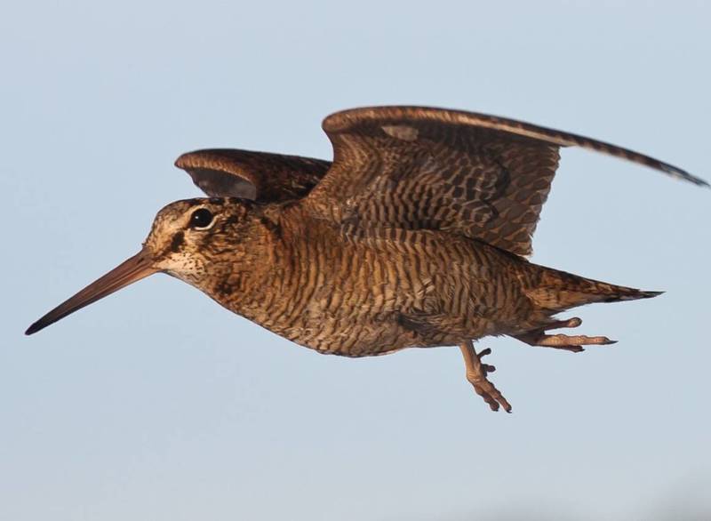 Вальдшнеп - размеры и описание перелетной птицы с длинным клювом, как выглядит, чем питается и где обитает + фото птицы крупным планом