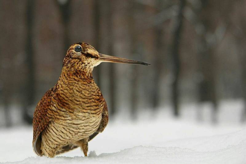 Вальдшнеп - размеры и описание перелетной птицы с длинным клювом, как выглядит, чем питается и где обитает + фото птицы крупным планом