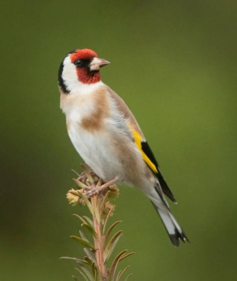 Щегол - описание, размеры и голос, как выглядит лесная птица + фото самца и самки крупным планом