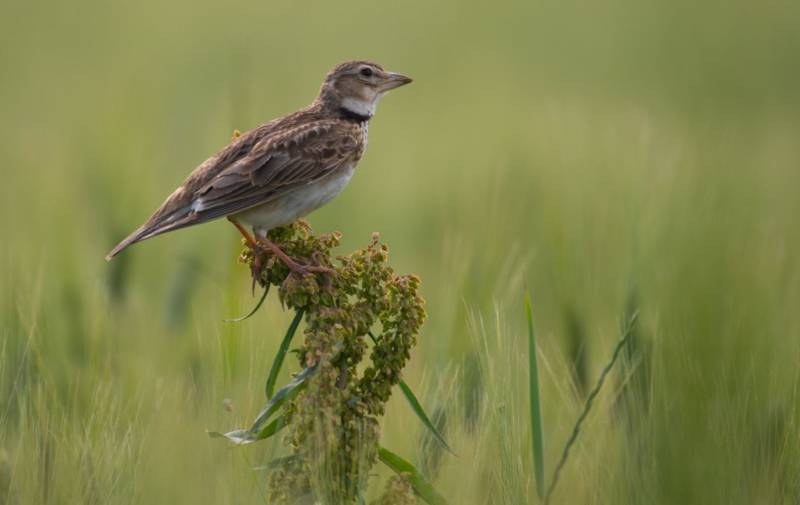 Жаворонок - как выглядит полевая, степная перелетная весенняя птица, описание, пение + фото жаворонка крупным планом