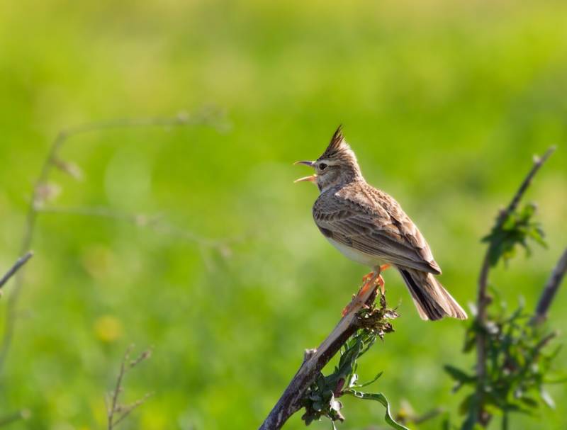 Жаворонок - как выглядит полевая, степная перелетная весенняя птица, описание, пение + фото жаворонка крупным планом