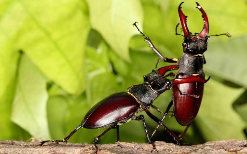 Жук-олень - описание насекомого из красной книги, как выглядит, сколько живет и чем питается жук + фото