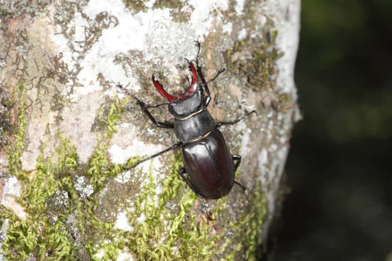 Жук-олень - описание насекомого из красной книги, как выглядит, сколько живет и чем питается жук + фото