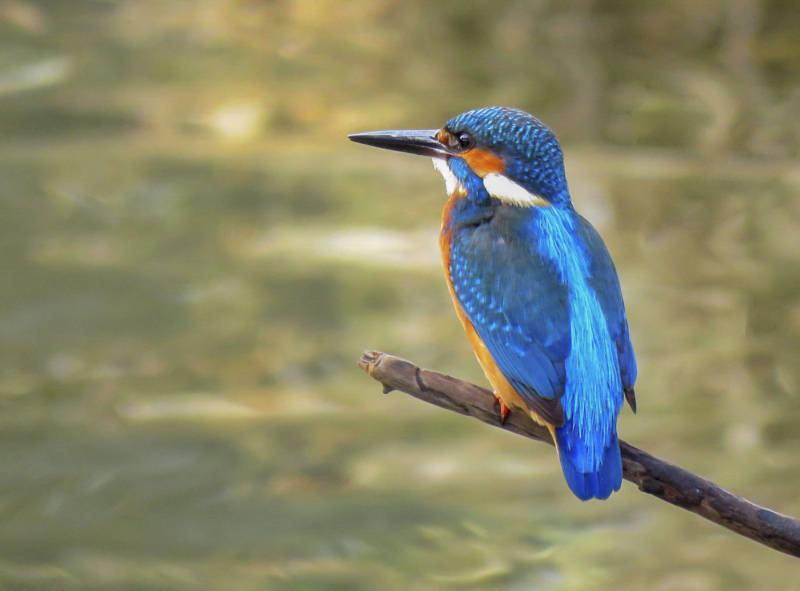 Зимородок - описание, особенности синей птицы, как выглядит, где обитает и почему так называется + фото крупным планом