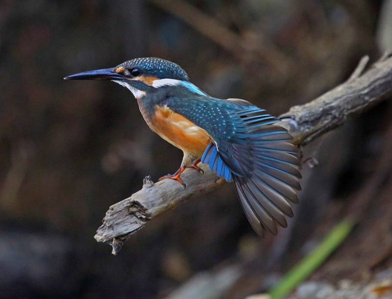 Зимородок - описание, особенности синей птицы, как выглядит, где обитает и почему так называется + фото крупным планом